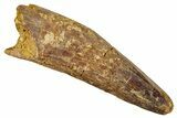 Fossil Spinosaurus Tooth - Real Dinosaur Tooth #273786-1